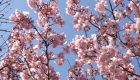 日本の柄…桜の花