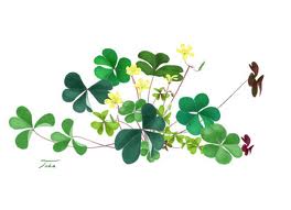 お仕立て券ありますか？・・・娘への父からのプレゼント！