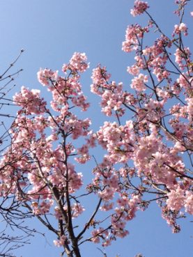 桜開花…桜の江戸小紋を大人のドレスに