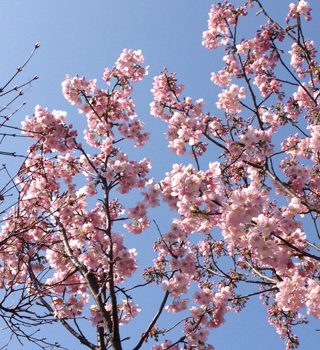 桜開花…桜の江戸小紋を大人のドレスに