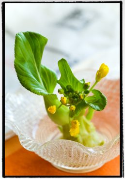 小さな花で気分転換・・・コップ花＆ハーブティー