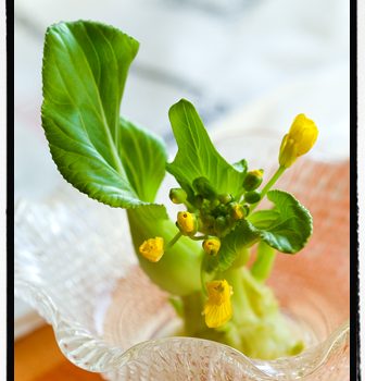 小さな花で気分転換・・・コップ花＆ハーブティー