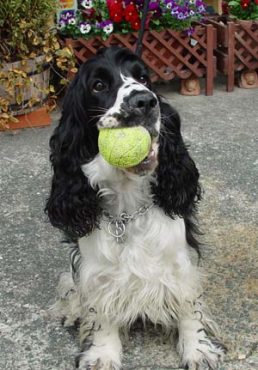 久しぶりに「そら」が来ましたよ！！とってもご機嫌です！