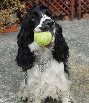 久しぶりに「そら」が来ましたよ！！とってもご機嫌です！