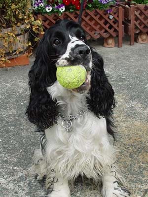 久しぶりに「そら」が来ましたよ！！とってもご機嫌です！