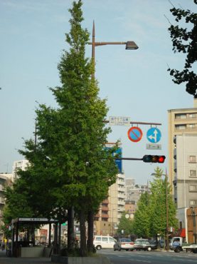 お店の前にある銀杏木・・・まだまだ青々として綺麗です。