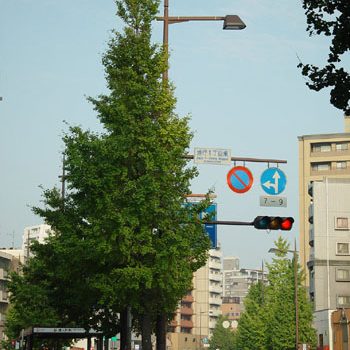 お店の前にある銀杏木・・・まだまだ青々として綺麗です。