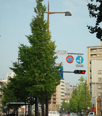 お店の前にある銀杏木・・・まだまだ青々として綺麗です。