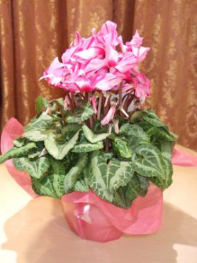 2006 Automne-Hiver ＮＤＣコレクション☆