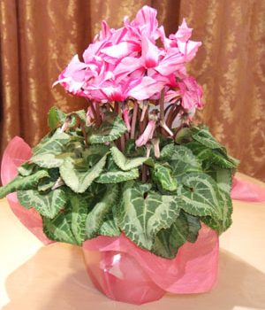 2006 Automne-Hiver ＮＤＣコレクション☆