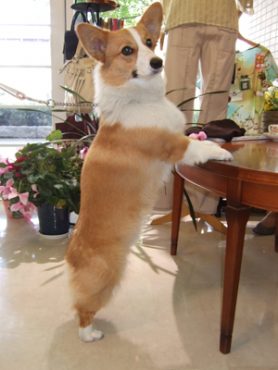 ポンパドール風博多織ウェディングドレス＆クッキー・・・。.・♬