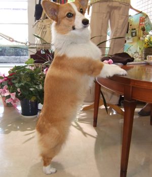 ポンパドール風博多織ウェディングドレス＆クッキー・・・。.・♬