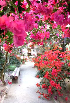 ブーゲンビリアの飾りつけ