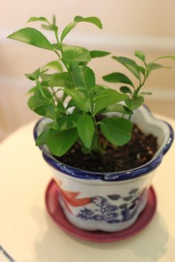 実生の柚子・・・・実がなるまで１８年！