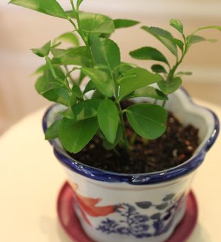 実生の柚子・・・・実がなるまで１８年！