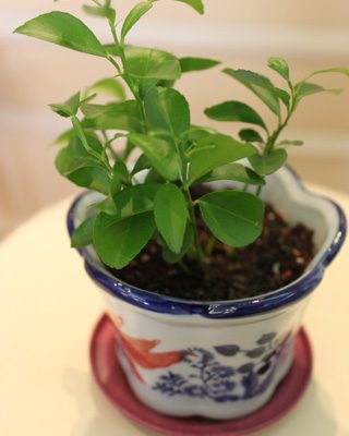 実生の柚子・・・・実がなるまで１８年！