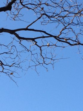 春・・・渡り鳥！・・・セキレイ？