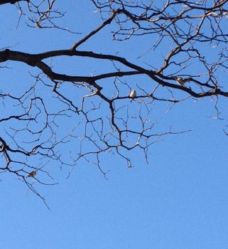 春・・・渡り鳥！・・・セキレイ？