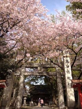 春爛漫・・・桜・つつじ・牡丹！！！