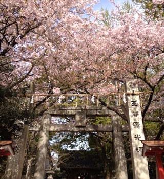 春爛漫・・・桜・つつじ・牡丹！！！