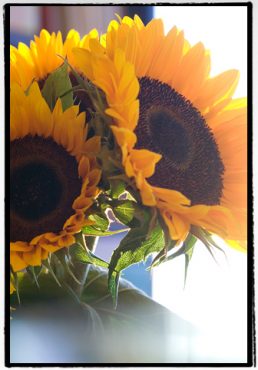 よりいい人間になり～よりいい柄を描きたい