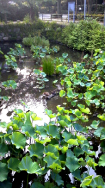 イタリア製ではございません～made in Japan です！