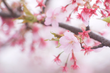 桜蘂降る季節です…博多織ドレス生地「清香桜」は、いつも満開！